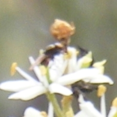 Diptera (order) at Tuggeranong Hill NR  (TGH) - 24 Jan 2024 09:36 AM