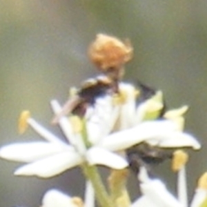 Diptera (order) at Tuggeranong Hill NR  (TGH) - 24 Jan 2024 09:36 AM