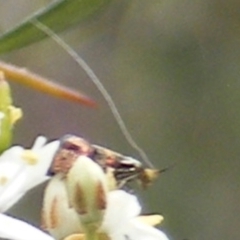 Nemophora sparsella (An Adelid Moth) at Tuggeranong Hill NR  (TGH) - 23 Jan 2024 by MichaelMulvaney