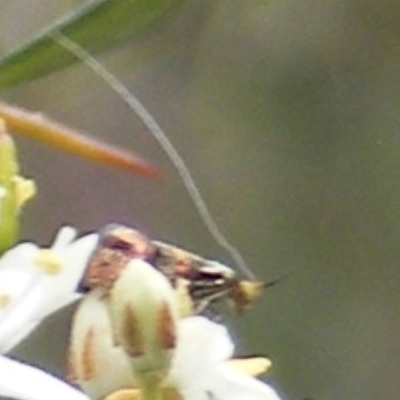 Nemophora sparsella (An Adelid Moth) at Calwell, ACT - 23 Jan 2024 by MichaelMulvaney