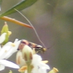 Nemophora sparsella at Tuggeranong Hill NR  (TGH) - 24 Jan 2024