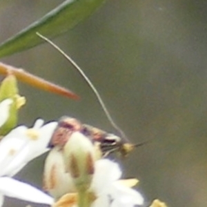 Nemophora sparsella at Tuggeranong Hill NR  (TGH) - 24 Jan 2024 09:39 AM