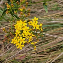 Senecio linearifolius var. latifolius at Kambah, ACT - 23 Jan 2024 by BethanyDunne