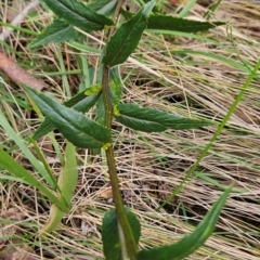 Senecio linearifolius var. latifolius at Namadgi National Park - 24 Jan 2024