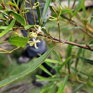 Lomatia myricoides at Namadgi National Park - 24 Jan 2024