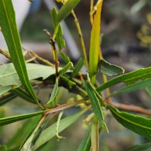 Lomatia myricoides at Namadgi National Park - 24 Jan 2024