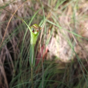 Diplodium decurvum at Namadgi National Park - 24 Jan 2024