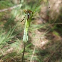 Diplodium decurvum at Namadgi National Park - 24 Jan 2024