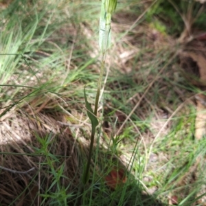 Diplodium decurvum at Namadgi National Park - 24 Jan 2024