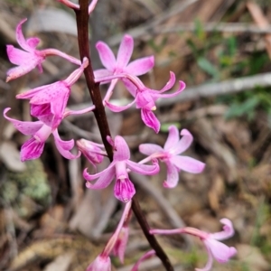 Dipodium roseum at Namadgi National Park - suppressed