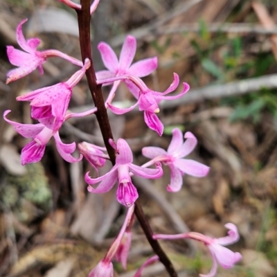 Dipodium roseum (Rosy Hyacinth Orchid) at Namadgi National Park - 24 Jan 2024 by BethanyDunne