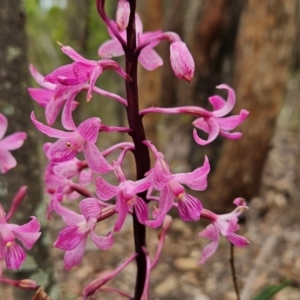 Dipodium roseum at Namadgi National Park - suppressed