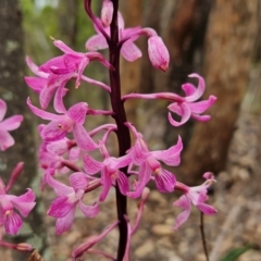 Dipodium roseum (Rosy Hyacinth Orchid) at Uriarra Village, ACT - 24 Jan 2024 by BethanyDunne