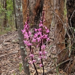 Dipodium roseum at Namadgi National Park - suppressed