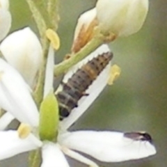 Harmonia conformis (Common Spotted Ladybird) at Tuggeranong Hill NR  (TGH) - 23 Jan 2024 by MichaelMulvaney