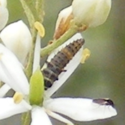 Harmonia conformis (Common Spotted Ladybird) at Tuggeranong Hill - 23 Jan 2024 by MichaelMulvaney