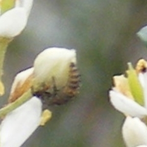 Harmonia conformis at Tuggeranong Hill NR  (TGH) - 24 Jan 2024