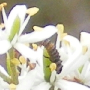 Harmonia conformis at Tuggeranong Hill NR  (TGH) - 24 Jan 2024