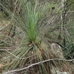 Xanthorrhoea glauca subsp. angustifolia (Grey Grass-tree) at Namadgi National Park - 24 Jan 2024 by BethanyDunne