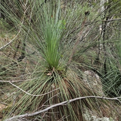 Xanthorrhoea glauca subsp. angustifolia (Grey Grass-tree) at Uriarra Village, ACT - 24 Jan 2024 by BethanyDunne