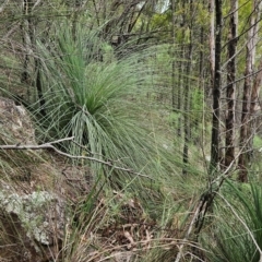 Xanthorrhoea glauca subsp. angustifolia (Grey Grass-tree) at Uriarra Village, ACT - 24 Jan 2024 by BethanyDunne