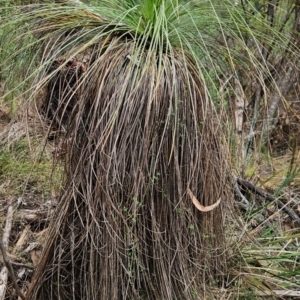 Xanthorrhoea glauca subsp. angustifolia at Namadgi National Park - 24 Jan 2024