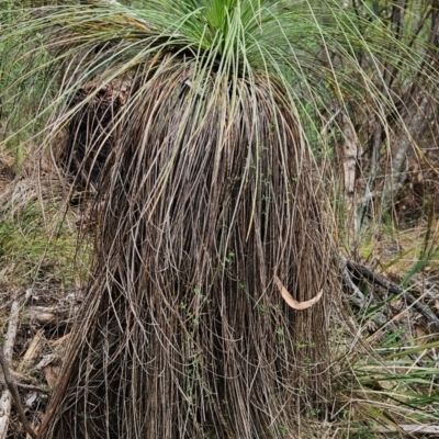 Xanthorrhoea glauca subsp. angustifolia (Grey Grass-tree) at Uriarra Village, ACT - 24 Jan 2024 by BethanyDunne