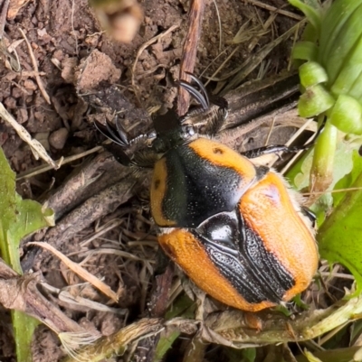 Chondropyga dorsalis (Cowboy beetle) at Bredbo, NSW - 23 Jan 2024 by JimL