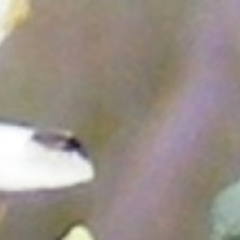 Diptera (order) at Undefined Area - 24 Jan 2024 09:44 AM