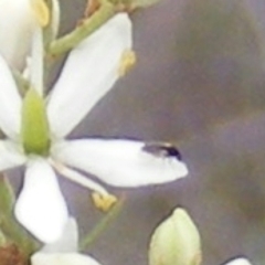 Diptera (order) at Undefined Area - 24 Jan 2024 09:44 AM