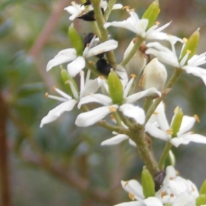 Mordella limbata at Tuggeranong Hill NR  (TGH) - 24 Jan 2024