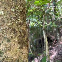 Unidentified Skink at Tamborine National Park - 24 Jan 2024 by 1pepsiman