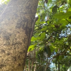 Concinnia sp. at suppressed - suppressed