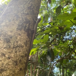 Concinnia sp. at suppressed - suppressed