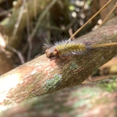 Anthela (genus) immature (Unidentified Anthelid Moth) at Tamborine Mountain, QLD - 24 Jan 2024 by 1pepsiman
