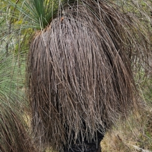 Xanthorrhoea glauca subsp. angustifolia at Namadgi National Park - 24 Jan 2024