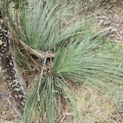 Xanthorrhoea glauca subsp. angustifolia (Grey Grass-tree) at Uriarra Village, ACT - 24 Jan 2024 by BethanyDunne