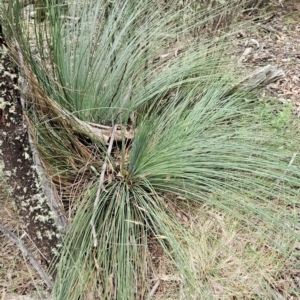 Xanthorrhoea glauca subsp. angustifolia at Namadgi National Park - suppressed