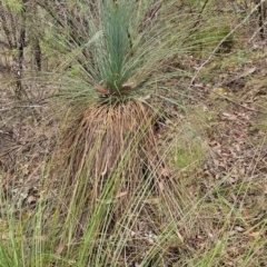 Xanthorrhoea glauca subsp. angustifolia (Grey Grass-tree) at Uriarra Village, ACT - 24 Jan 2024 by BethanyDunne