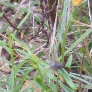 Muscidae (family) at Tuggeranong Hill NR  (TGH) - 24 Jan 2024