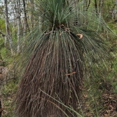 Xanthorrhoea glauca subsp. angustifolia (Grey Grass-tree) at Namadgi National Park - 24 Jan 2024 by BethanyDunne