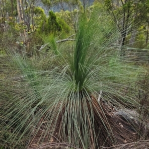 Xanthorrhoea glauca subsp. angustifolia at Namadgi National Park - 24 Jan 2024