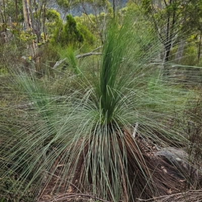 Xanthorrhoea glauca subsp. angustifolia (Grey Grass-tree) at Uriarra Village, ACT - 24 Jan 2024 by BethanyDunne