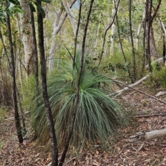 Xanthorrhoea glauca subsp. angustifolia (Grey Grass-tree) at Namadgi National Park - 24 Jan 2024 by BethanyDunne