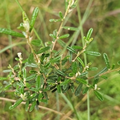 Pomaderris angustifolia (Pomaderris) at Uriarra Village, ACT - 24 Jan 2024 by BethanyDunne