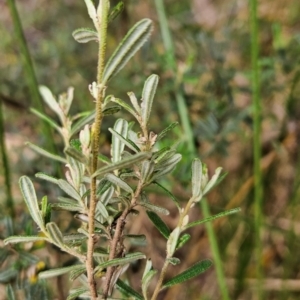 Pomaderris angustifolia at Namadgi National Park - 24 Jan 2024