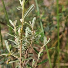 Pomaderris angustifolia at Namadgi National Park - 24 Jan 2024