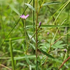 Epilobium billardiereanum subsp. cinereum (Variable Willow-herb) at Uriarra Village, ACT - 24 Jan 2024 by BethanyDunne