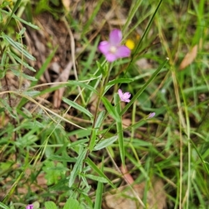Epilobium billardiereanum subsp. cinereum at Namadgi National Park - 24 Jan 2024