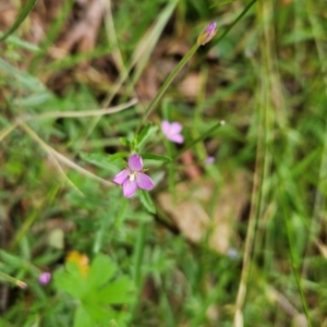 Epilobium billardiereanum subsp. cinereum at Namadgi National Park - 24 Jan 2024